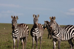 Zebras, Elephant Pepper