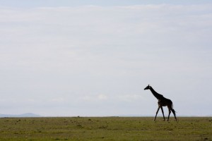 Giraffe, Elephant Pepper