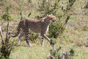 Cheetah, Elephant Pepper