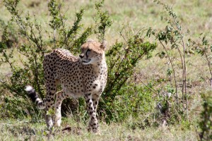 Cheetah, Elephant Pepper