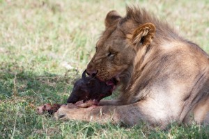 Lion eating a warthog, Elephant Pepper