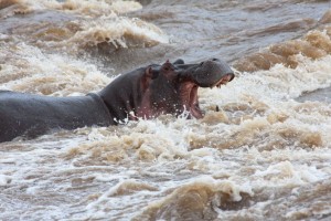 Hippo, Elephant Pepper