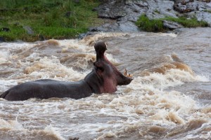 Hippo, Elephant Pepper