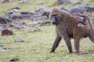 Baboon, Elephant Pepper