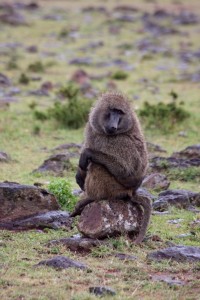 Baboon on a rock, Elephant Pepper