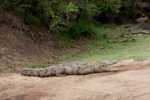 Crocodile, Elephant Pepper