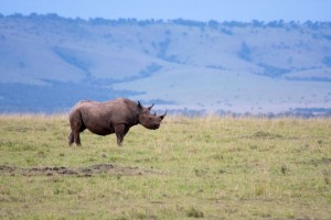 Black rhino, Elephant Pepper