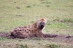 Hyena, Elephant Pepper