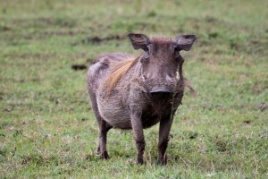 Warthog (front view), Elephant Pepper