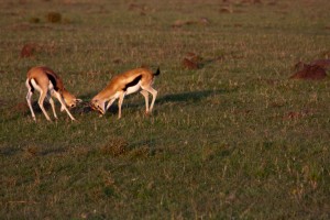 Thompson gazelles, Elephant Pepper