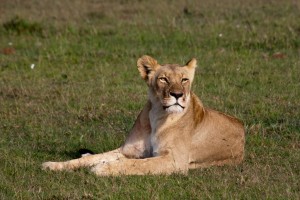 Lioness, Elephant Pepper