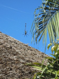 Spider close up (MAK)