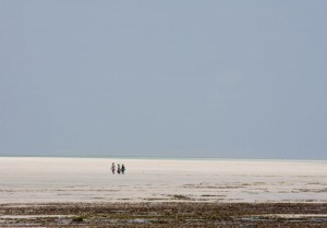 Looking for shellfish