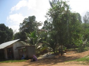 The road to Stone Town