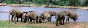 The elephant baths