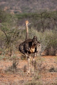 Ostrich