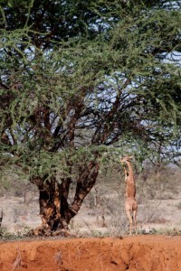 Gerenuk