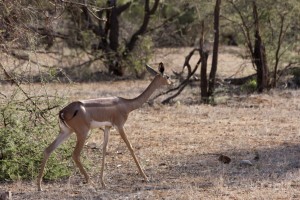 Gerenuk