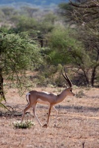 Impala