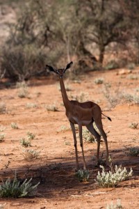 Gerenuk