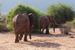 Elephants