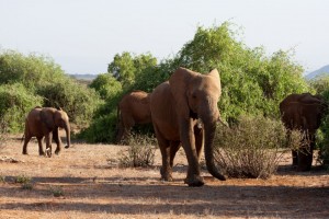 Elephant parade