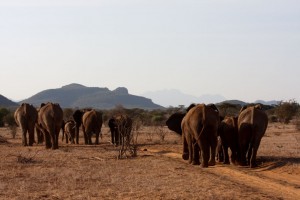 Elephants headed to the river