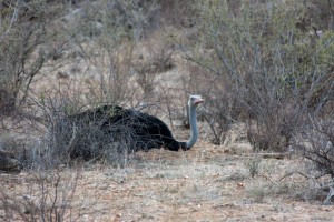 Male ostrich sitting on the nest