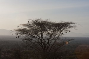 Weaver bird nests