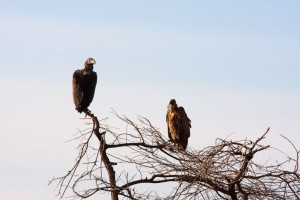 Vultures