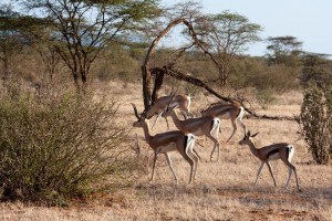 Impala