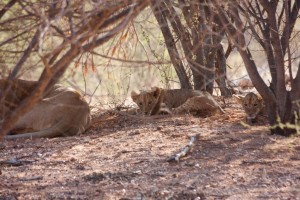 Lion cubs