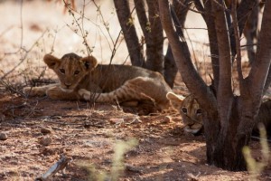 Lion cubs