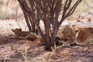 Lion cubs and lioness