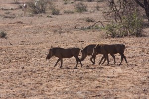 Warthogs