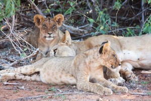 Lion cubs