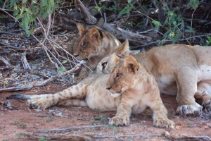 Lion cubs