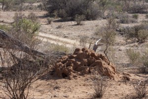 Termite mound