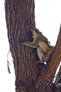 Vervet monkey