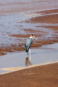 Marabou stork