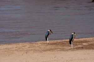 Marabou storks (the undertakers)