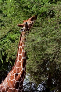 Giraffe