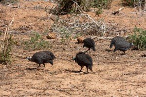 Helmeted guinea fowl