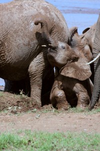 Bathing elephants