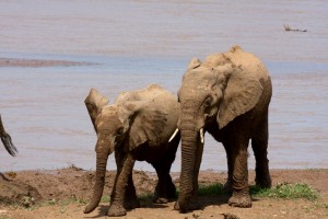 Elephants