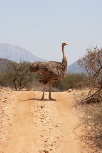 Mama ostrich finally comes home