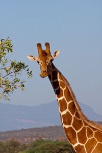 Giraffe