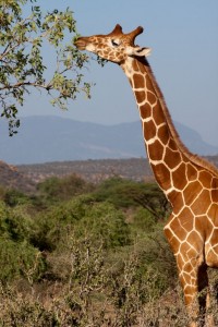 Giraffe