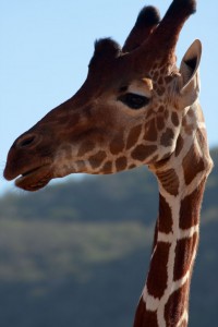 Giraffe closeup