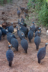 Helmeted guinea fowl